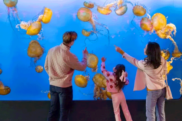 Things to Do – Search Attractions